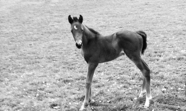 10 naissances au haras…