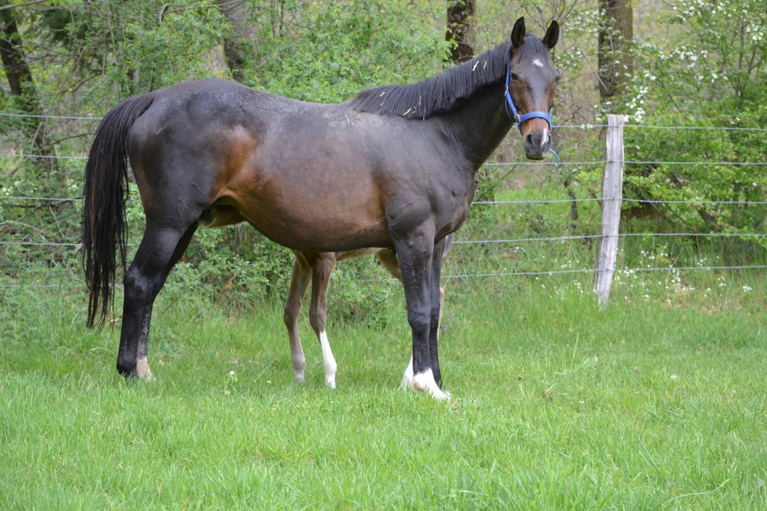 suave-de-sivola-ps-fr-2006-haras-de-sivola