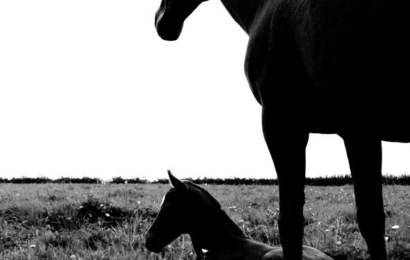 1er janvier 2012 ….un an de plus