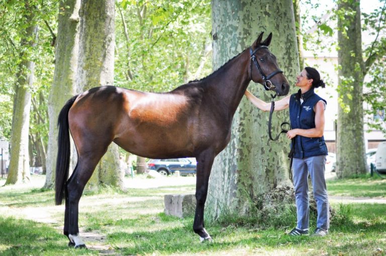 just-a-kiss-sivola-2nde-au-sprinter-sacre-show-decize-haras-de-sivola